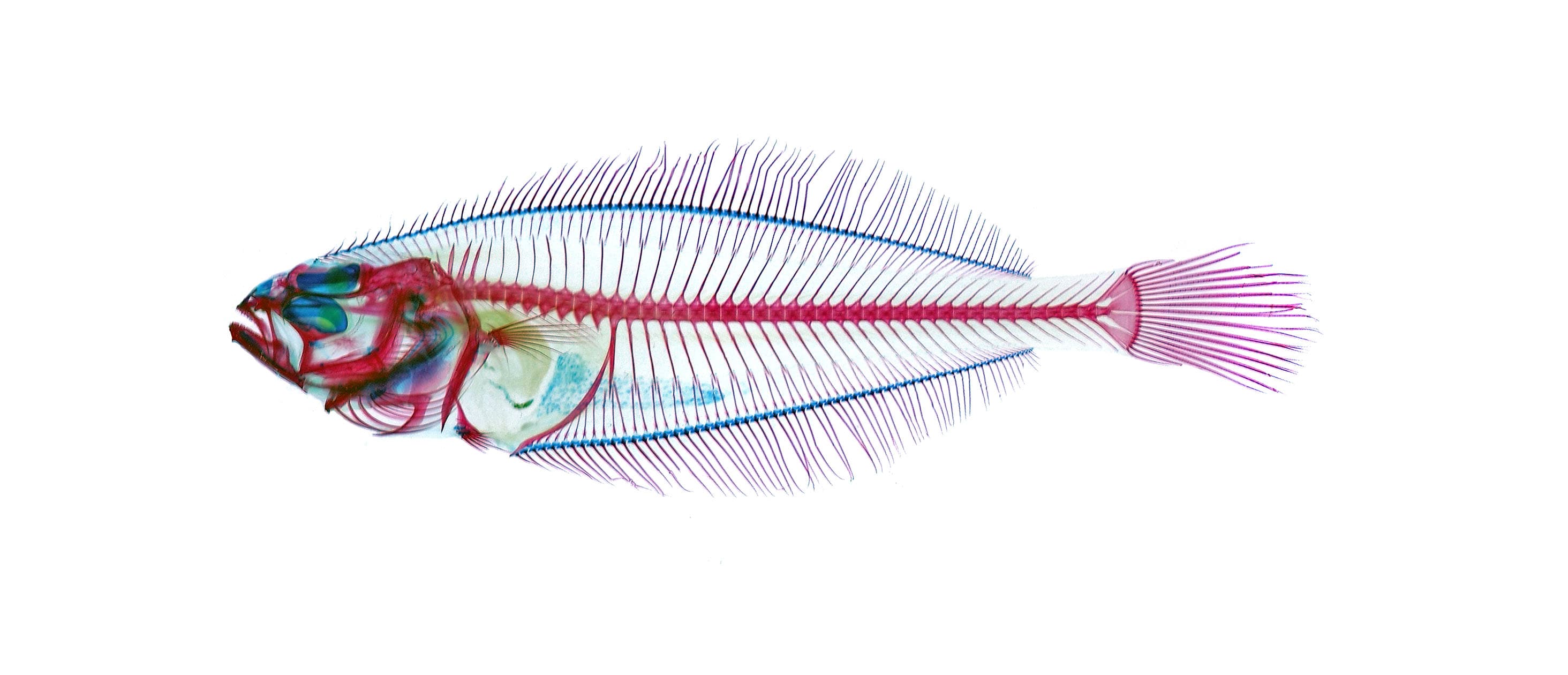 Image for Cleared and Stained Fishes Collection