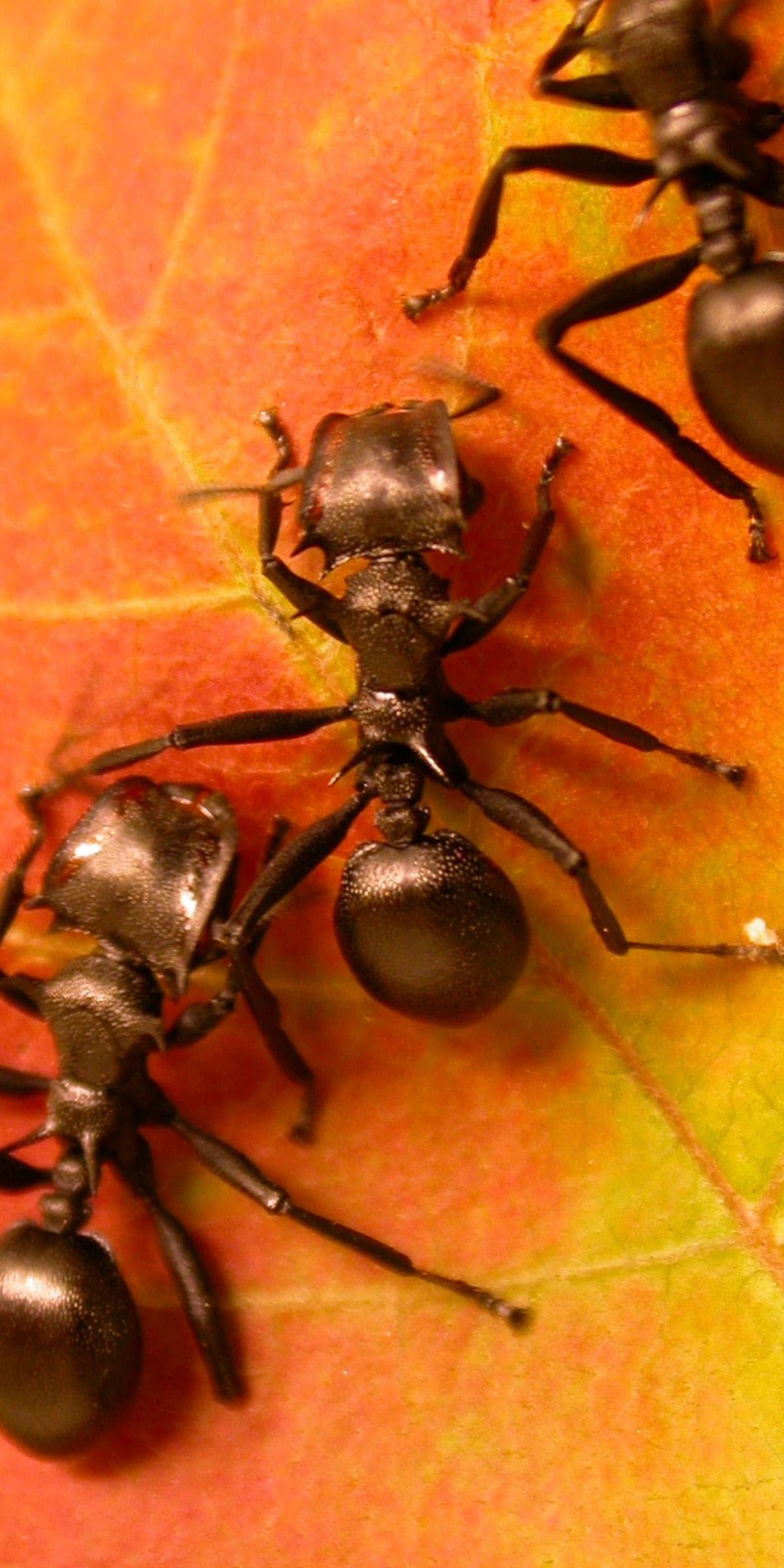 Media for Ant (Formicidae) Collection