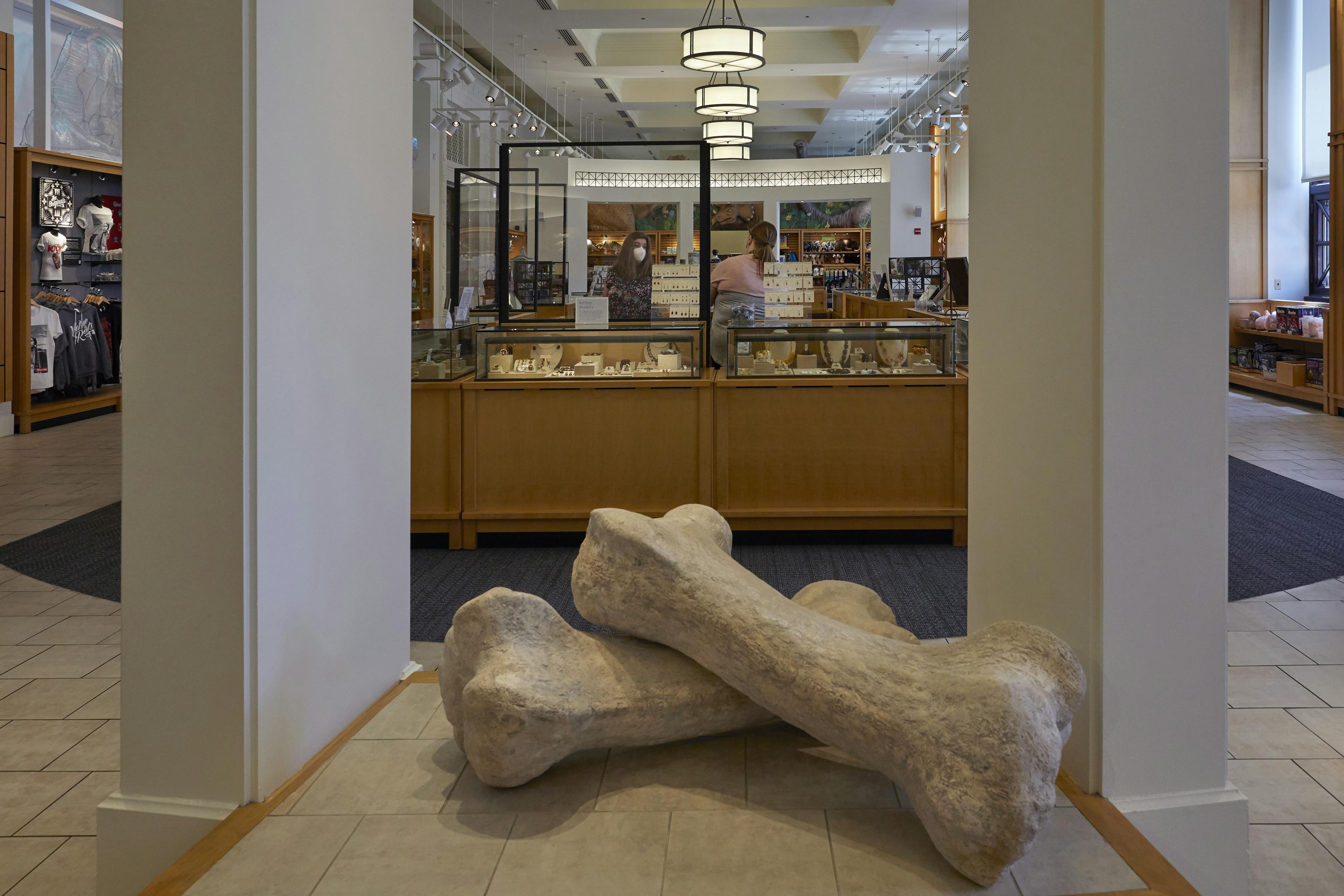 A view into the museum store over two large bones stacked on each other i