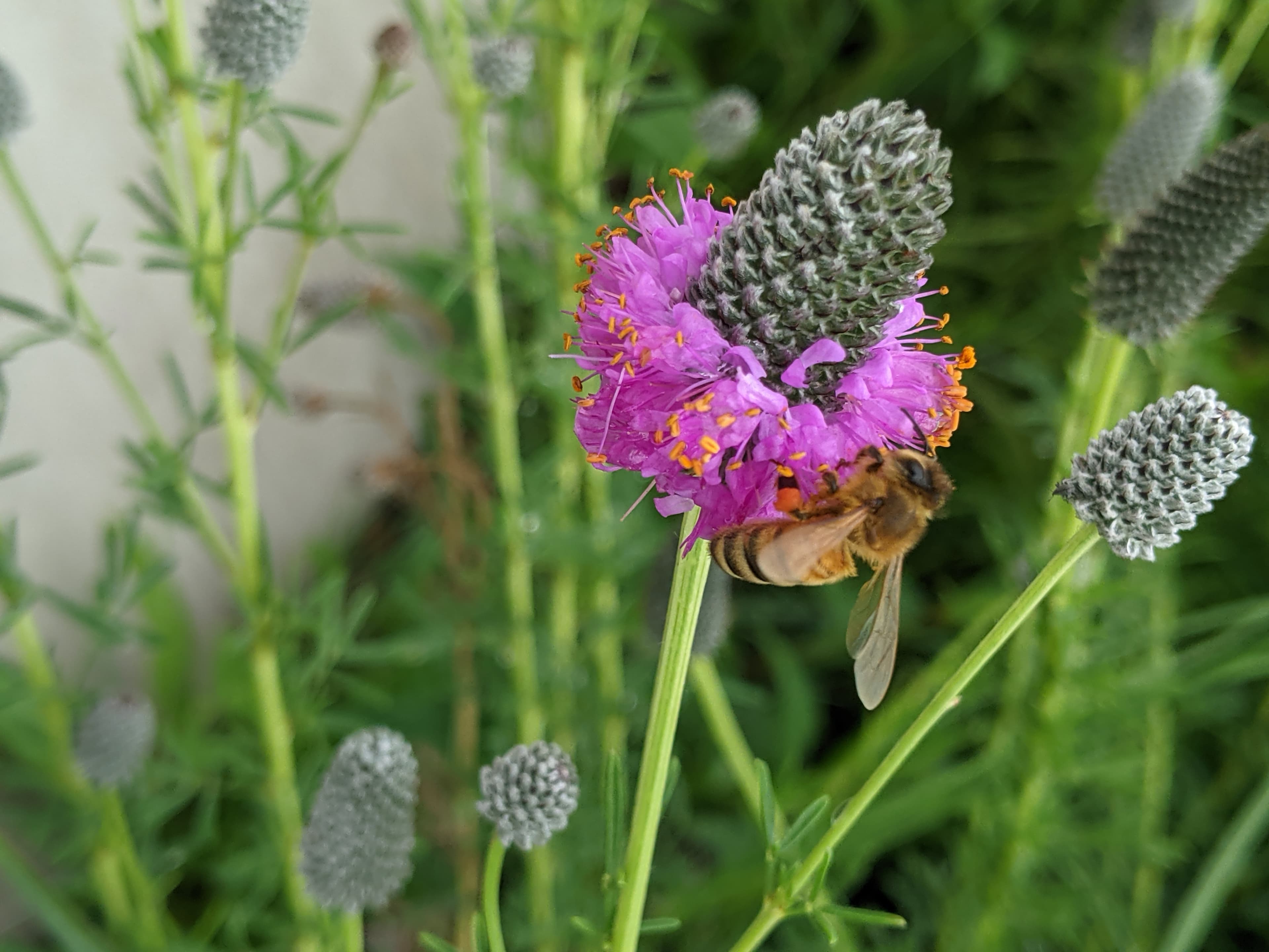 a bee on a pink flower