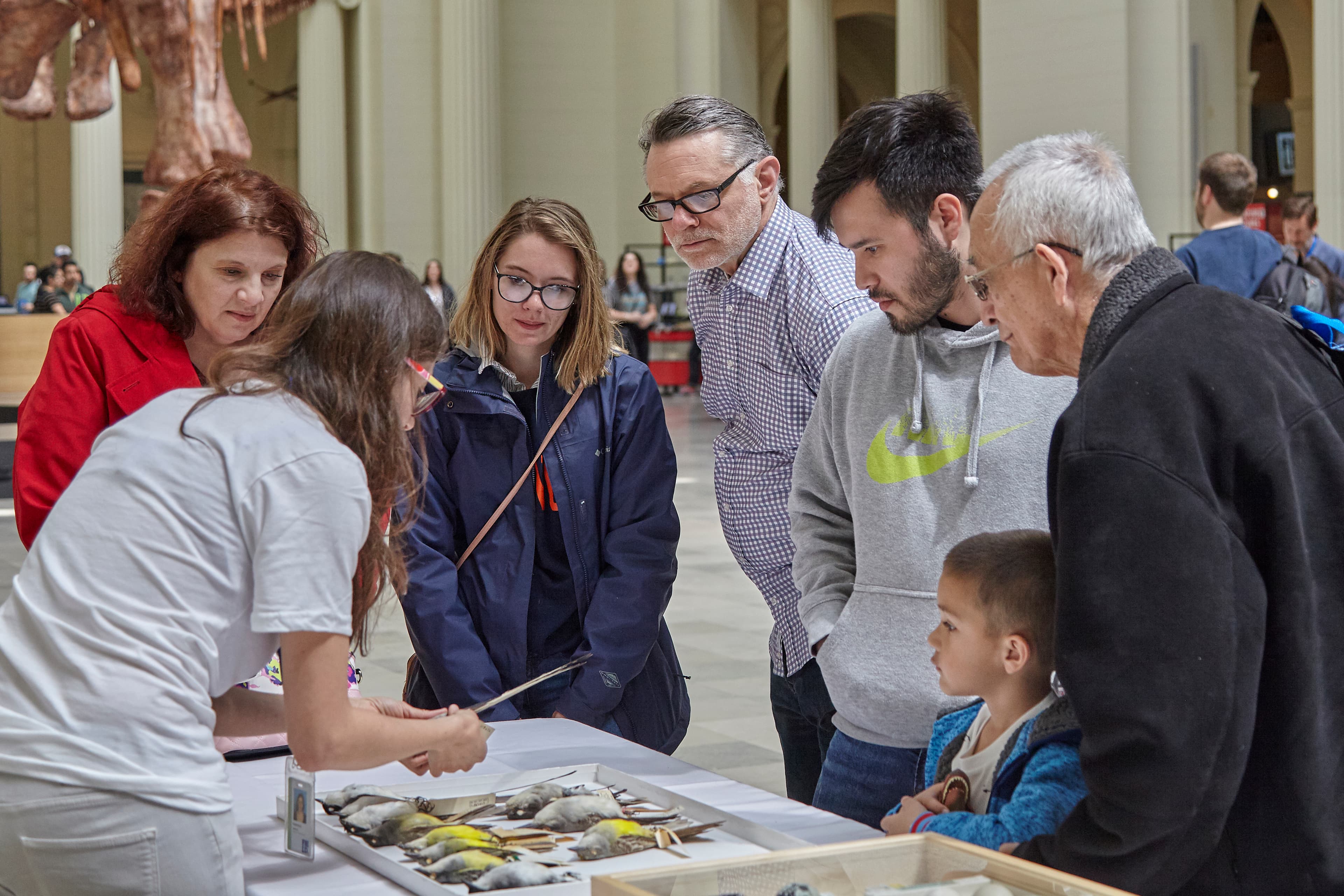 A group of visitors stand at a table looking at museum specimens that a museum staff member is presenting to them. Trays of bird specimens are laid out on the table.