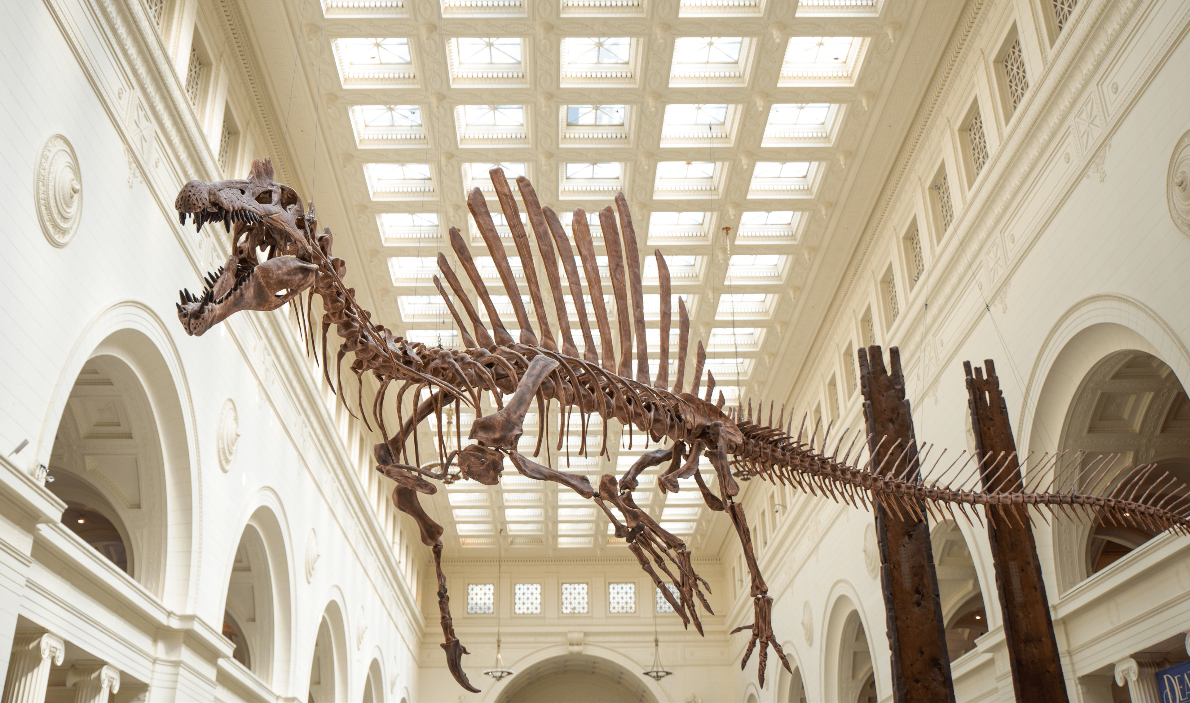 A spinosaurus fossil cast suspended from the ceiling of a large hall with skylights