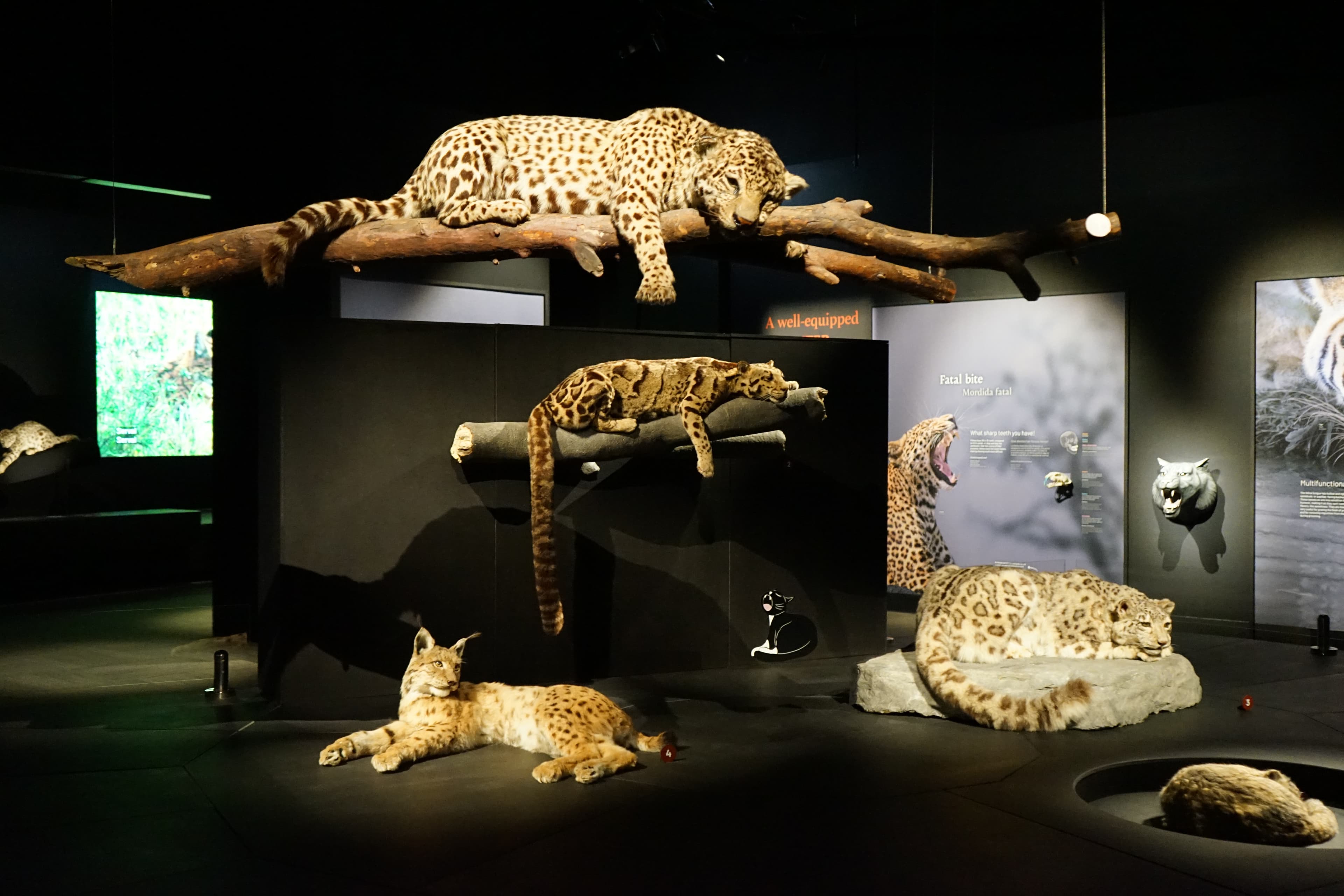 An arrangement of taxidermied big cats in a museum exhibition. All are in napping positions, three on the ground and two on branches suspended from the ceiling.