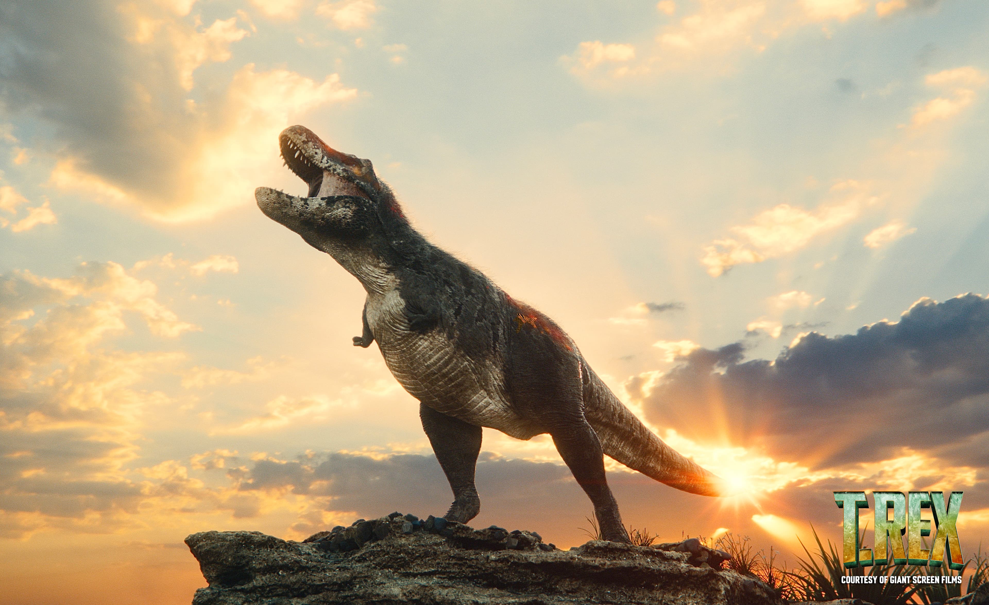 A t. rex standing on a rock, a setting sun as the background